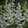 Veratrum Album